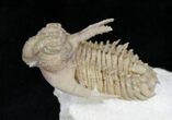 Amazing Hoplolichoides Trilobite From Russia - #28048-7